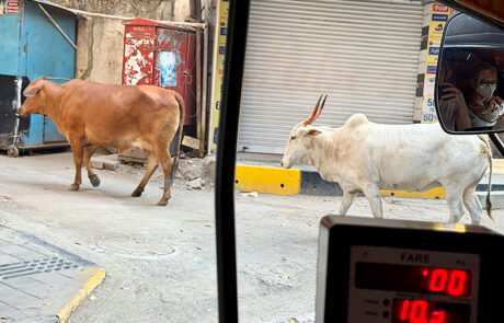 Andrea Wieland ayurvedische Ernährungstherapie Indien