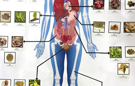 Andrea Wieland ayurvedische Ernährungstherapie Indien