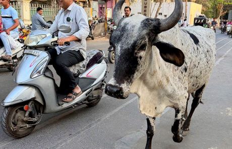 Andrea Wieland ayurvedische Ernährungstherapie Indien